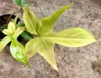 Philodendron Florida Ghost - P12, Huis en Inrichting, Kamerplanten, Ophalen of Verzenden