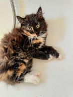 Noorse boskat kitten, Dieren en Toebehoren, Katten en Kittens | Overige Katten, Poes, Langharig, 0 tot 2 jaar