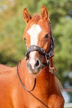 Prachtige Welsh merrie, Merrie, Met stamboom, Zadelmak, 3 tot 6 jaar