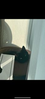 Volwassenen kat, Dieren en Toebehoren, Katten en Kittens | Overige Katten, Kater, Kortharig, 6 jaar of ouder