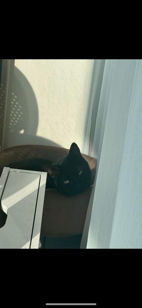 Volwassenen kat, Dieren en Toebehoren, Katten en Kittens | Overige Katten, Kortharig, Kater, 6 jaar of ouder