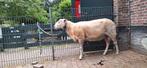 Fries melkschaap ram zwoegervrij, Mannelijk, Schaap, 0 tot 2 jaar