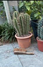 Neoraimondia herzegonia cactus kamerplant, Tuin en Terras, Planten | Tuinplanten, Zomer, Ophalen of Verzenden, Volle zon