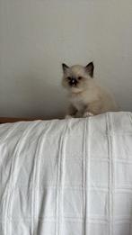 ragdoll kitten laatste, Dieren en Toebehoren, Katten en Kittens | Raskatten | Langhaar, Poes, Ontwormd, 0 tot 2 jaar