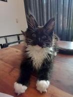 Maine coon kitten, kater, zwart wit en ontzettend lief!, Dieren en Toebehoren, Kater, Gechipt, 0 tot 2 jaar