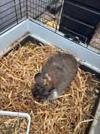 Grijs dwerg konijn, Dieren en Toebehoren, Konijnen, Vrouwelijk, Dwerg