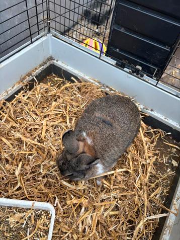 Grijs dwerg konijn beschikbaar voor biedingen