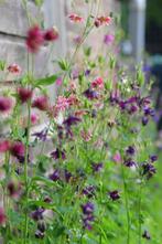 akelei zaad uit biologische tuin, Tuin en Terras, Bloembollen en Zaden, Ophalen of Verzenden, Volle zon