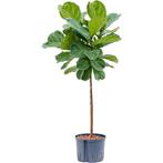 Ficus Lyrata - Vioolplant g16696