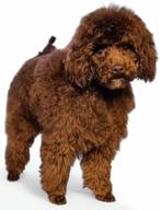 Toy poedel dekreu met EPR Pedigree, Dieren en Toebehoren, Honden | Dekreuen, Rabiës (hondsdolheid), Reu, 1 tot 2 jaar, Meerdere