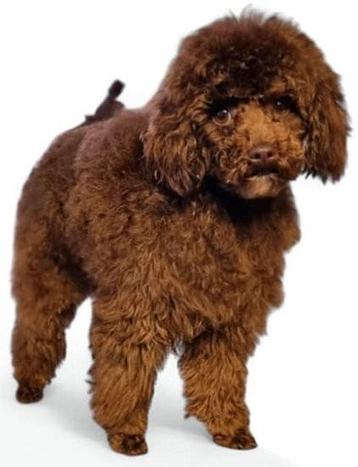 Toy poedel dekreu met EPR Pedigree beschikbaar voor biedingen