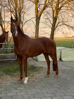 Fokmerrie Vivaldi x Lingh x Ferro x Havidoff x Doruto, Merrie