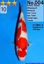 Showa 43cm-female Dainichi met certificaat - 2 jaar, Dieren en Toebehoren, Vissen | Vijvervissen, Karper of Koi