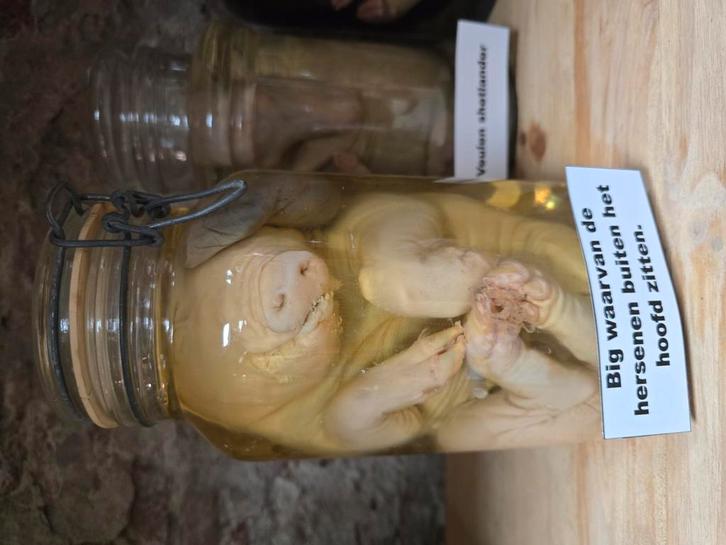 Big met hersenen buiten hoofd gegroeid op sterk water, Verzamelen, Dierenverzamelingen, Zo goed als nieuw, Beeldje of Figuurtje