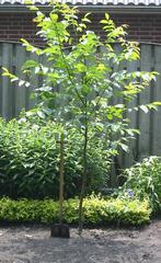 Mooi Notenboompje - Walnotenboompje - biologisch voedselbos, Tuin en Terras, Planten | Fruitbomen, Ophalen of Verzenden, Minder dan 100 cm