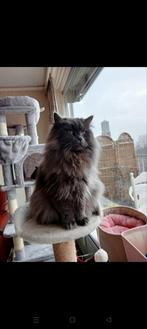 Prachtige lieve Maine Coon kater, Kater, Gechipt, 0 tot 2 jaar