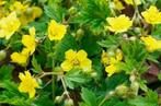 Waldsteinia goudaardbei bodembedekker, Tuin en Terras, Ophalen of Verzenden, Bodembedekkers, Halfschaduw