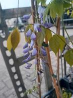 Wisteria  blauwe regen, gouden regen, Tuin en Terras, Ophalen of Verzenden, Volle zon