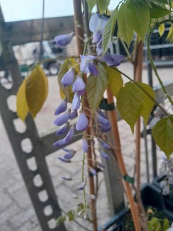 Wisteria  blauwe regen, gouden regen 