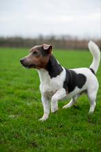Mooie en lieve jack russel ter dekking, Jack Russell Terriër, Reu, Eén hond, 3 tot 5 jaar