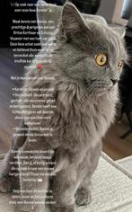 Britse korthaar / schotse vouwoor BIEDEN, Dieren en Toebehoren, Kater