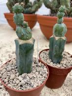 Cactus Myrtillocactus geometrizans CV Stacker potmaat 8,5 cm, Ophalen of Verzenden, Minder dan 100 cm, Bloeiende kamerplant, Volle zon