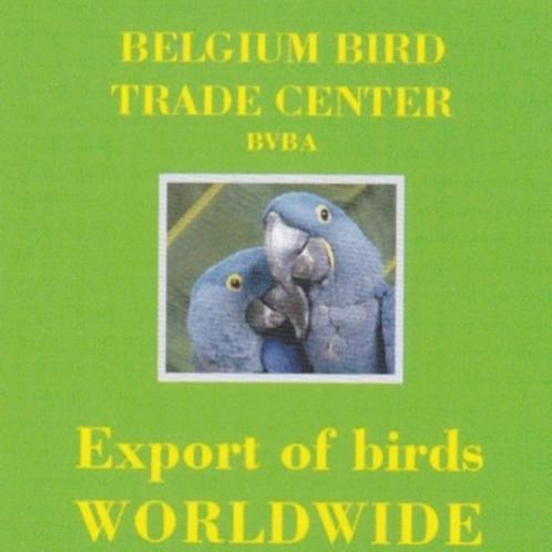 Diverse tropische vogels te koop gevraagd, Dieren en Toebehoren, Vogels | Overige Vogels, Tropenvogel, Meerdere dieren