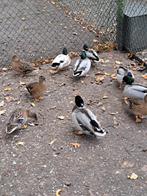 Boeren kwakertjes, Dieren en Toebehoren, Pluimvee, Meerdere dieren, Eend