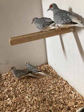 Koppel diamantduifjes met 2 jongen beschikbaar voor biedingen