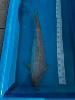 Koi chagoi, Dieren en Toebehoren, Vissen | Vijvervissen, Karper of Koi