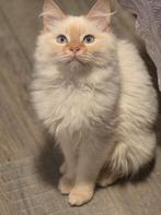 Siberische katerjte Beschikbaar, Dieren en Toebehoren, Katten en Kittens | Raskatten | Langhaar, Kater, Gechipt, 0 tot 2 jaar