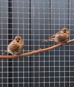 1-1 kleine barmsijs € 50, Dieren en Toebehoren, Meerdere dieren, Tropenvogel, Geringd