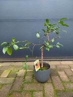 Citrus Limetta Rossa di Rangpur / Citrus x Limonia H: 65 cm, Ophalen, Minder dan 100 cm, Volle zon, Citroenboom