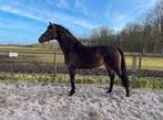 3 jarige merrie  incognito x icelli, Dieren en Toebehoren, Merrie, 3 tot 6 jaar