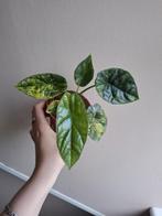 Alocasia Sinuata Variegata, Ophalen of Verzenden, Overige soorten, Minder dan 100 cm