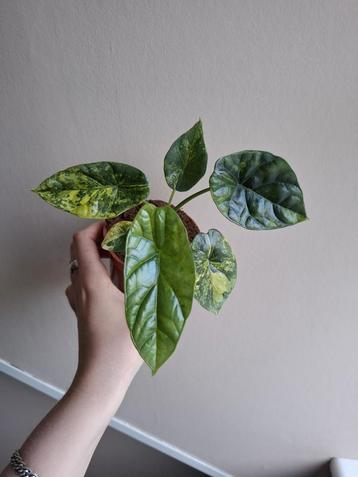 Alocasia Sinuata Variegata  beschikbaar voor biedingen