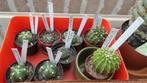 Cactussen en vetplanten: haworthia's en cactusjes, Minder dan 100 cm, Ophalen of Verzenden, Halfschaduw