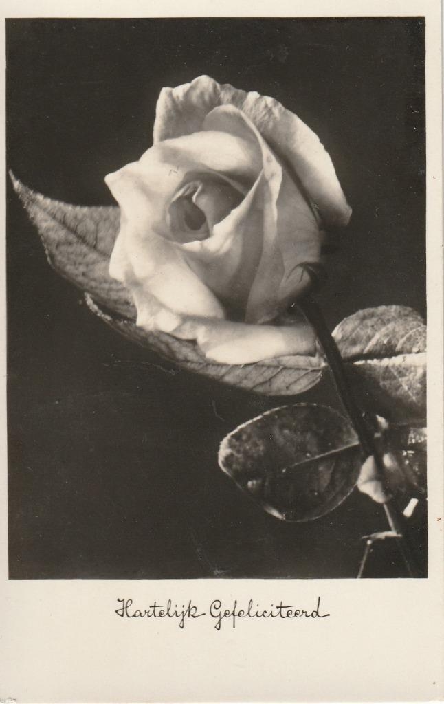 BLOEM ROOS ROZEN UIT 1934 ZEER MOOIE OUDE KAART KH310, Verzamelen, Ansichtkaarten | Themakaarten, Gelopen, 1920 tot 1940, Overige thema's