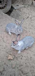 Te koop Vlaamsereus, Dieren en Toebehoren, Konijnen, Vrouwelijk, Groot