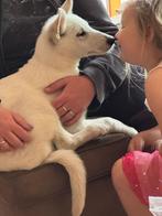 stamboom witte herder pup, Dieren en Toebehoren, 15 weken tot 1 jaar, Reu, CDV (hondenziekte), Eén hond