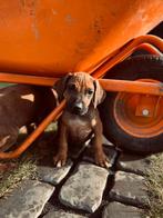 Rhodesian Ridgeback pups, Dieren en Toebehoren, Overige rassen, 8 tot 15 weken, Meerdere, Meerdere dieren