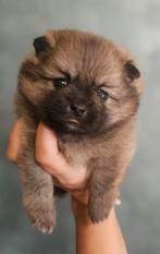 Toy Pomeranian teefje –stamboom + EU‑paspoort, Dieren en Toebehoren, Honden | Poolhonden, Keeshonden en Oertypen, Particulier