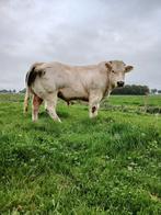 Belgische wit/blauwe stier, Dieren en Toebehoren, Runderen, Mannelijk