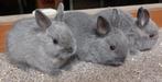 jong dwergkonijntje, Dieren en Toebehoren, Konijnen, Meerdere dieren, Dwerg, 0 tot 2 jaar