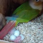 Te koop pyrrhura's Molinea's, Dieren en Toebehoren, Vogels | Parkieten en Papegaaien, Geslacht onbekend, Parkiet, Geringd