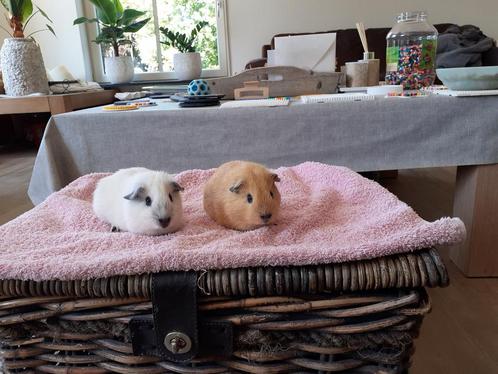 lieve jonge cavia's: zeugjes/beertjes (california) creme wit, Dieren en Toebehoren, Knaagdieren, Meerdere dieren, Cavia, Mei, Tam