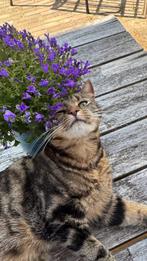 Twee Hechte Katten Zoeken Een Liefdevol Thuis – Samen!, Poes, Langharig, 3 tot 5 jaar