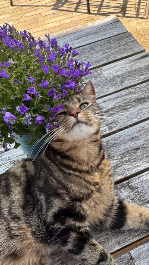 Twee Hechte Katten Zoeken Een Liefdevol Thuis – Samen!, Dieren en Toebehoren, Katten en Kittens | Overige Katten, Langharig, Poes