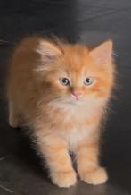 Ragdoll kittens, Meerdere dieren, 0 tot 2 jaar