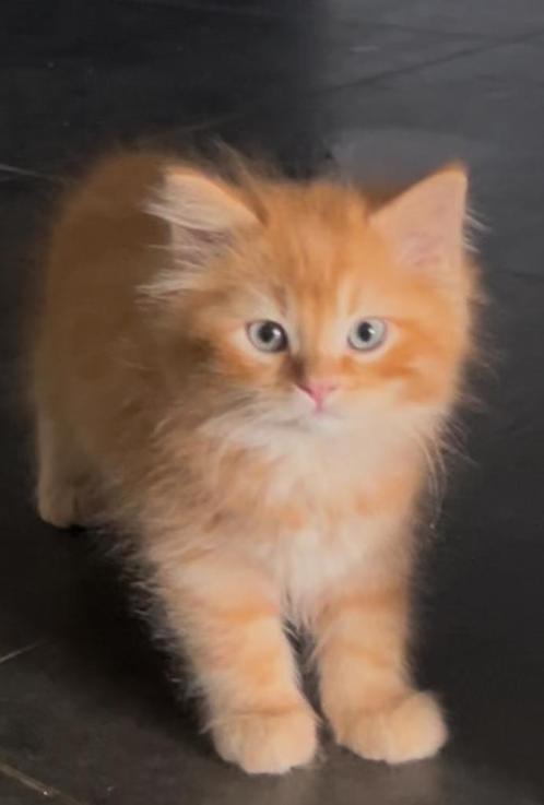 Ragdoll kittens, Dieren en Toebehoren, Katten en Kittens | Overige Katten, Meerdere dieren, 0 tot 2 jaar